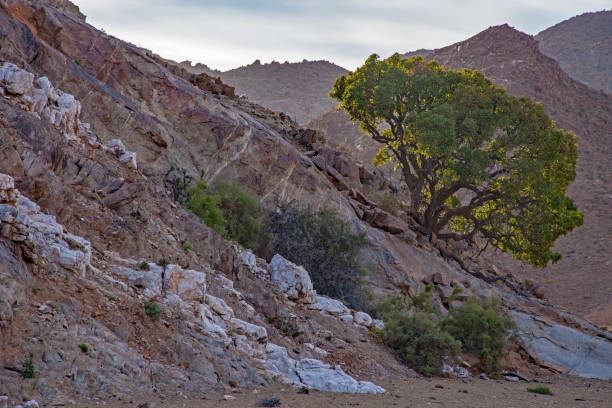 Acacia trees and a variety of shrubs comprise the desert bush in the Damaraland region of Namibia.