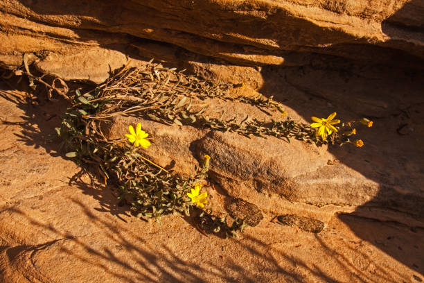istock Zion golden Aster, Heterotheca zionensis 1183176509