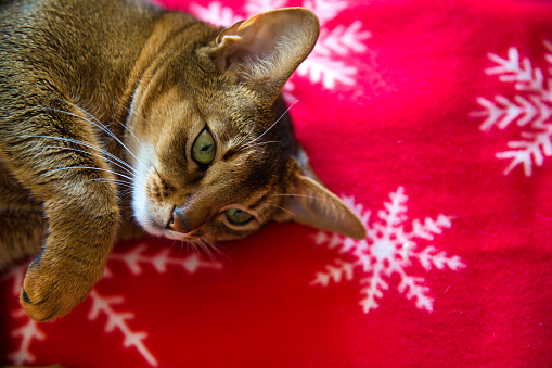 Abyssinian cat on red plaid with snowflakes, close up.