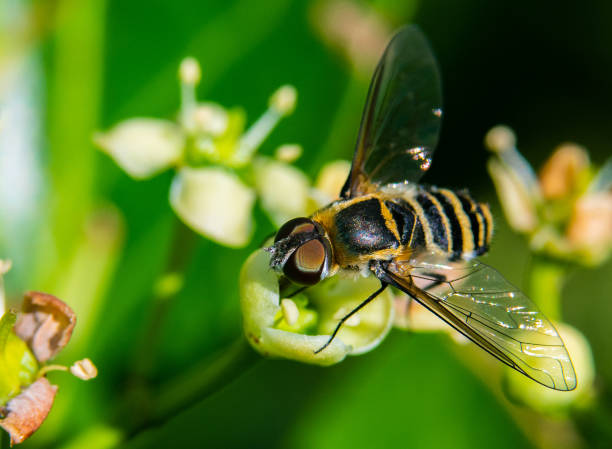 istock A Close Up of a Hoverfly on a Plant 1183177975