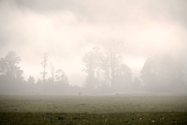 istock misty morning on the farm 1183178336