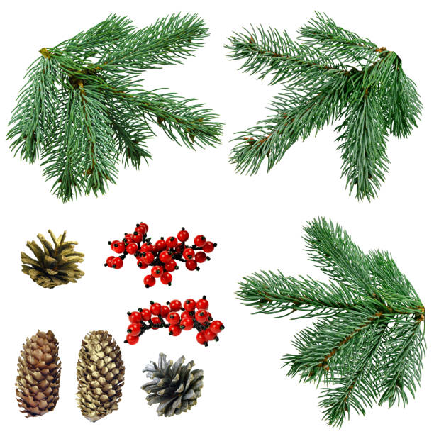istock Christmas tree branches set for a Christmas decor. Branches close-up. Collection of Fir Branches. Isolated 1183179626