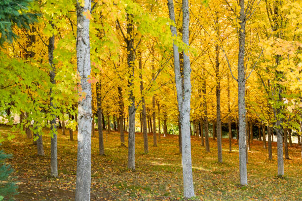 las sugar maple tree farm jesienią z błyszczącymi żółtymi liśćmi w oregonie, usa - leaf maple maple leaf autumn zdjęcia i obrazy z banku zdjęć