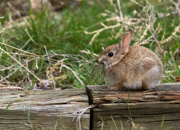 istock A Young Cottontail Rabbit on a Trail Barrier 1183181407
