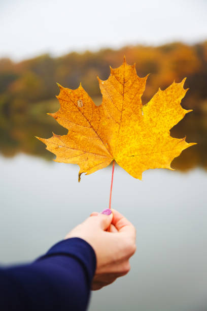 istock Yellow maple leaf in female hand on water background. 1183181472