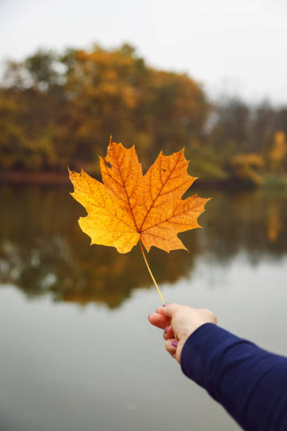 istock Yellow maple leaf in female hand on water background. 1183181499