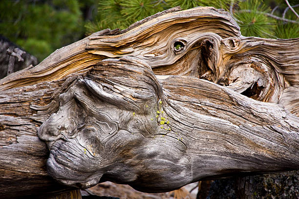 istock Woodland Monster 118318196