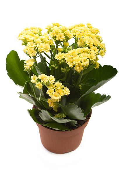 istock houseplant 'Kalanchoe' in pot 118318204
