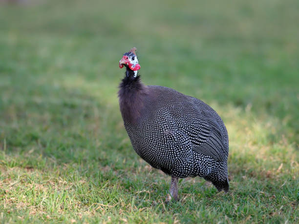 istock Helmeted guineafowl, Numida meleagris, 1183182474
