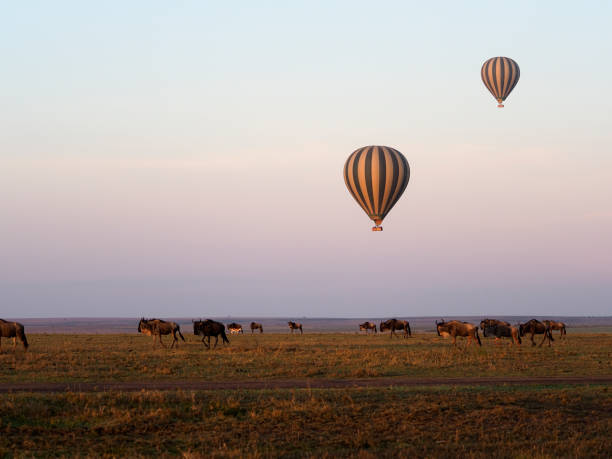 istock Masai mara, Kenya, 1183182727