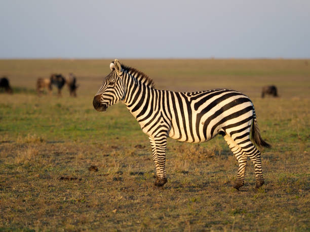 Plains or common zebra, Equus quagga,