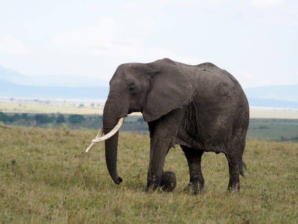 istock African elephant, Loxodonta africana 1183183184