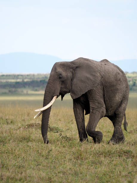 istock African elephant, Loxodonta africana 1183183192