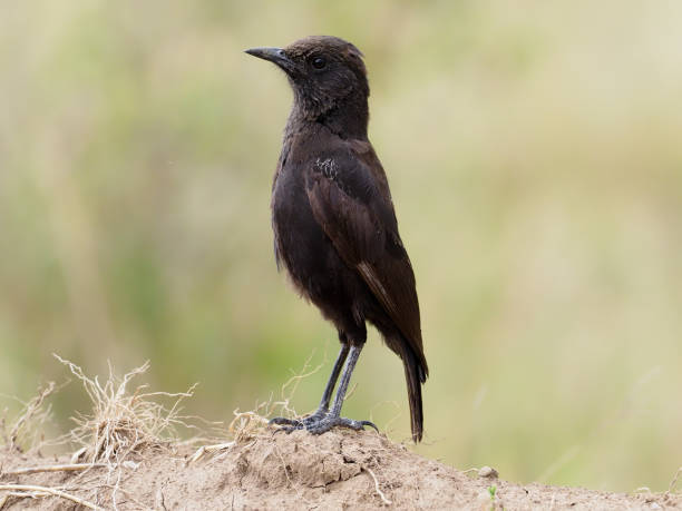 istock Anteater chat, Myrmecocichla aethiops 1183183229