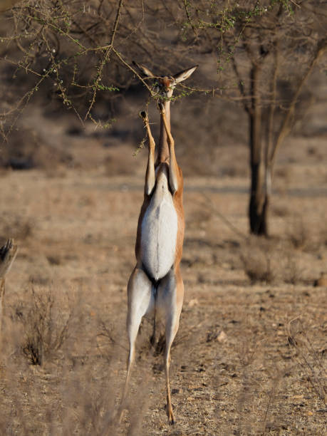 istock Gerenuk, Litocranius walleri 1183183405
