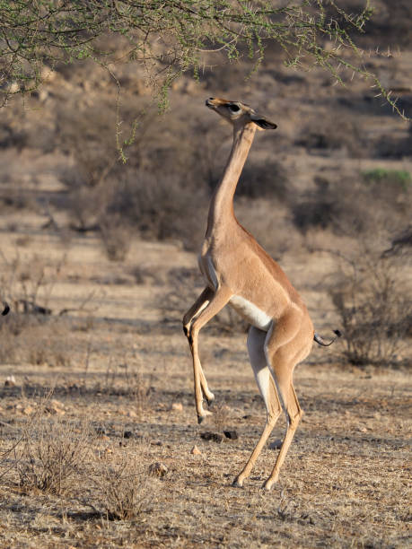 istock Gerenuk, Litocranius walleri 1183183419