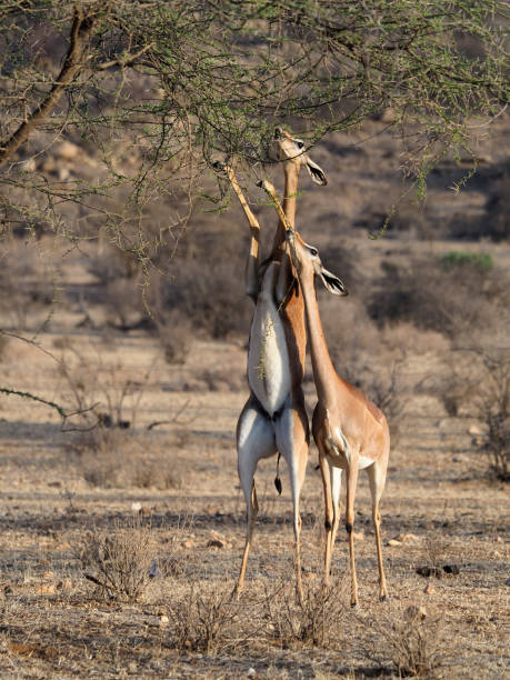 istock Gerenuk, Litocranius walleri 1183183425
