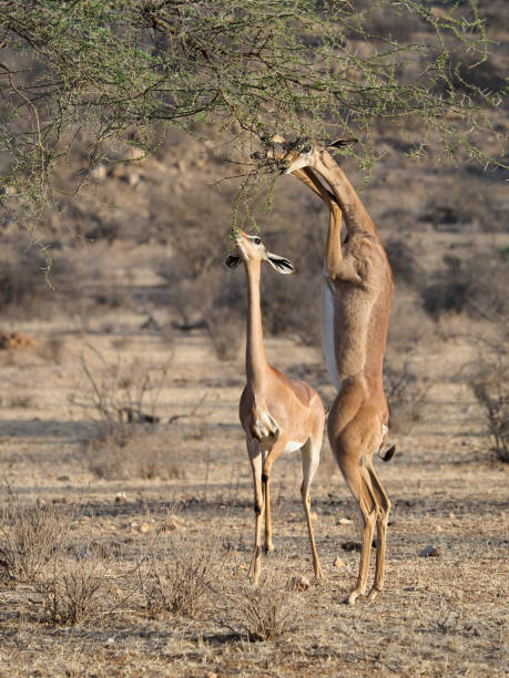 istock Gerenuk, Litocranius walleri 1183183453