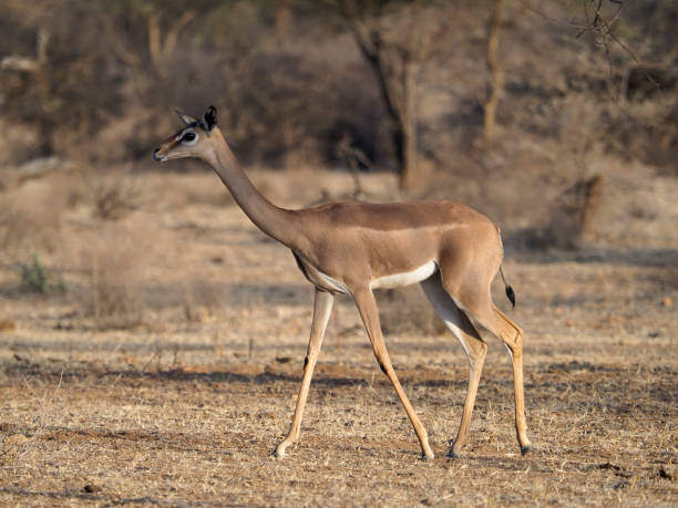 istock Gerenuk, Litocranius walleri 1183183461