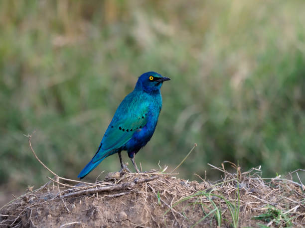 größerer blauarenstern, lamprotornis chalybaeus, - greater blue eared glossy starling stock-fotos und bilder