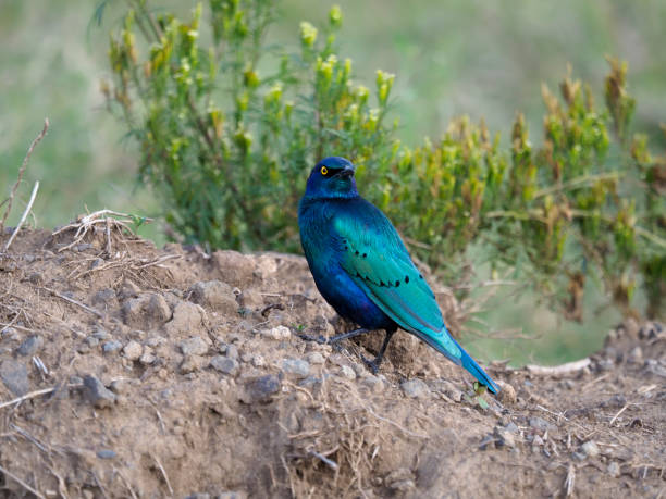 grand étourneau à l'eclairode à l'eil, lamprotornis chalybaeus, - greater blue eared glossy starling photos et images de collection