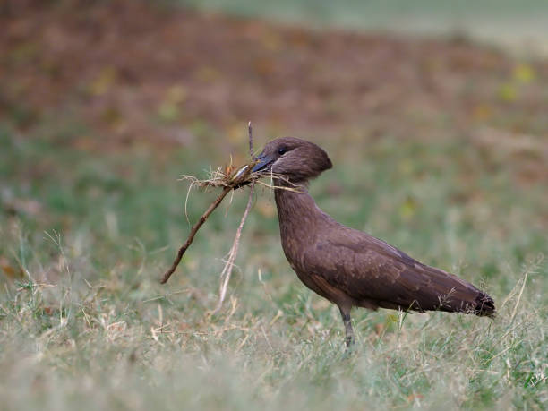 Hammerkop or Hamerkop, Scopus umbretta, Single bird on grass with nest material, Kenya, September 2019
