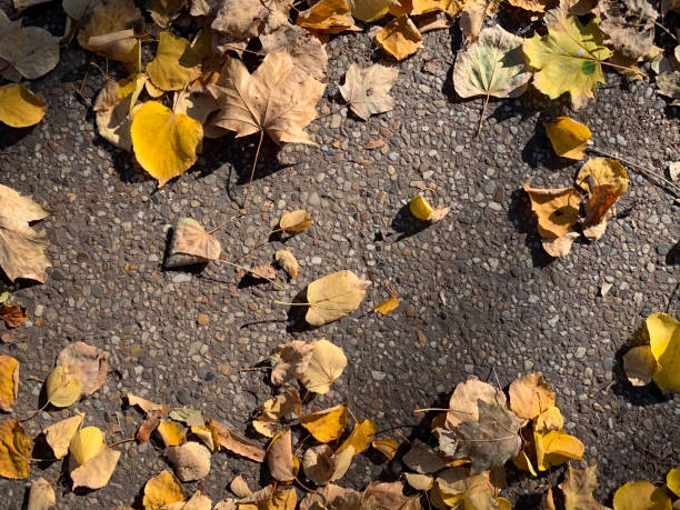 istock fallen brown dried leaves on the cobblestones. background image. 1183184754