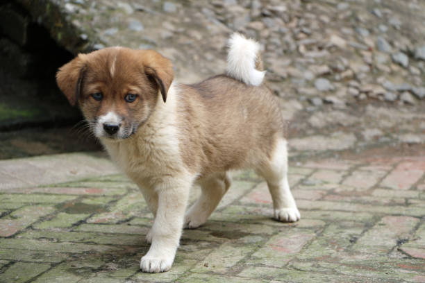istock Cute Dogs puppy in Nepal 1183190405