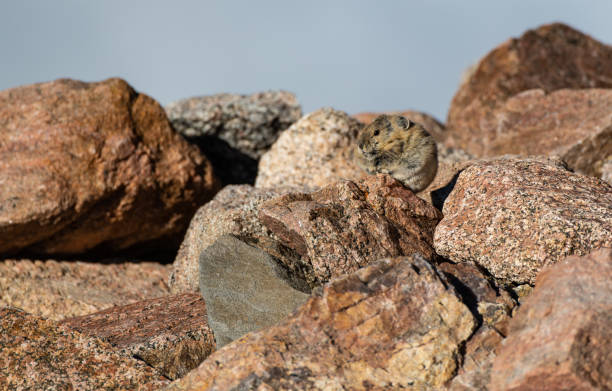 istock A Pika Camouflaged Among the Rocks 1183191876