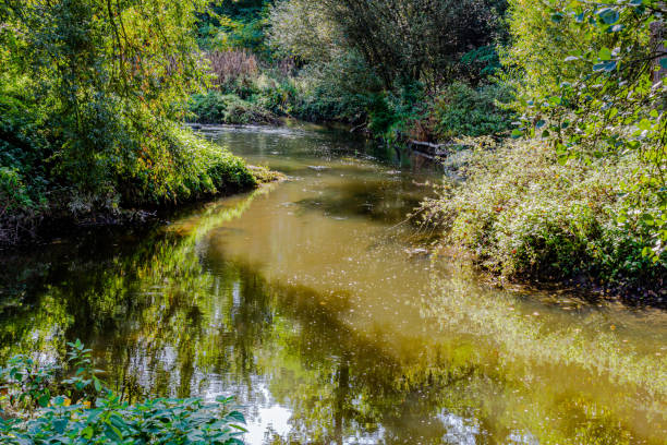 istock River flowing calmly with reflection in the water surrounded by great vegetation in the middle of the forest 1183193180