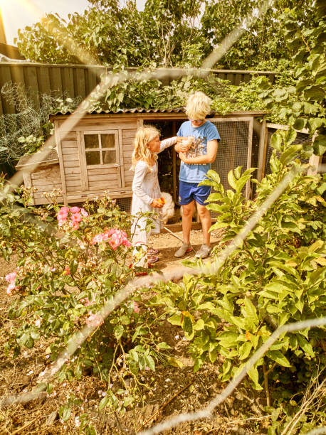 Kinds in the chicken coop. stock photo