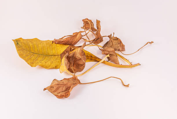 istock Group of withered leaves 1183194107