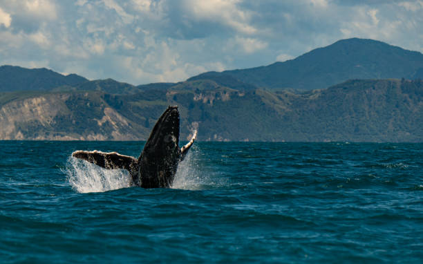 ein fröhlicher buckelwal frolicking im ozean - marlborough region stock-fotos und bilder