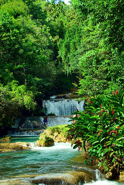 ямайка - waterfall tropical rainforest water jamaica стоковые фото и изображения