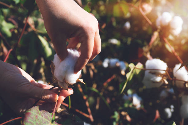 raccolta cotone dal campo al tramonto - cotton plant dry branch foto e immagini stock