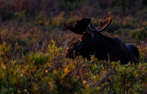 istock A Large Bull Moose Browsing on the Morning 1183196385