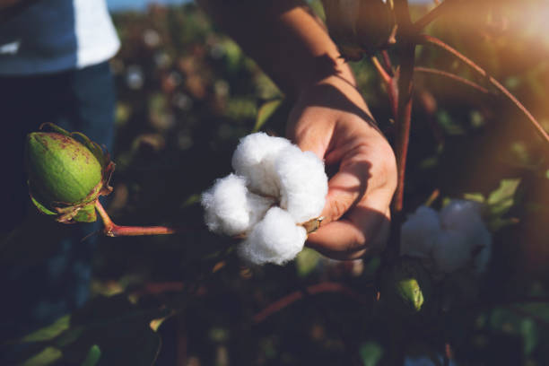 istock Hand holding natural cotton flower blooming at sunset 1183196655