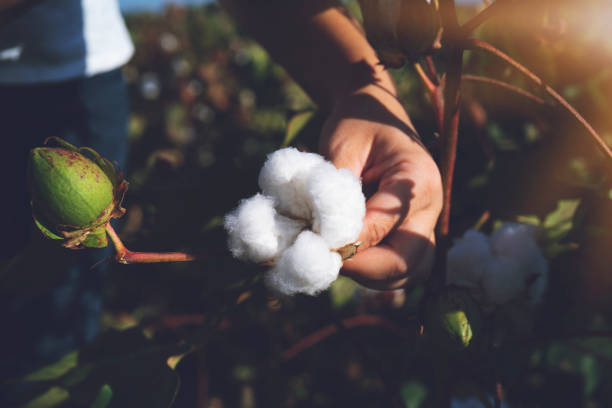 Hand holding natural cotton flower blooming at sunset Cotton Plant, Cotton, Textile, Flower, Plant boll stock pictures, royalty-free photos & images