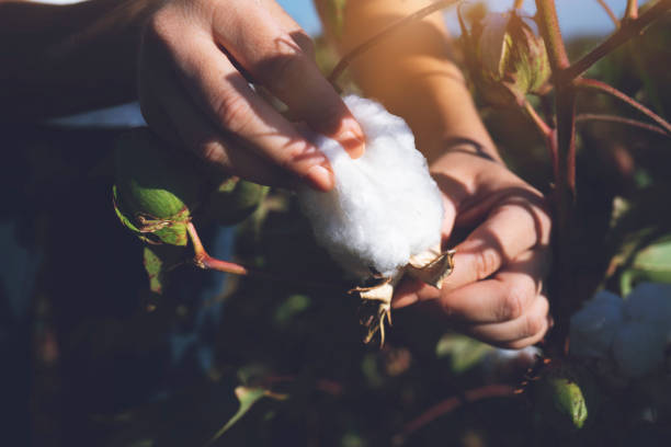 Hand holding natural cotton flower blooming at sunset Cotton Plant, Cotton, Textile, Flower, Plant boll stock pictures, royalty-free photos & images