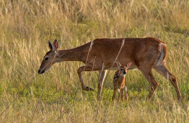 istock A White-tailed deer Dow with Fawn 1183196757