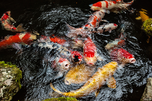 This is an overhead view of a koi fish swimming in a pond near the water’s surface in a Japanese garden in Kyoto, Japan.