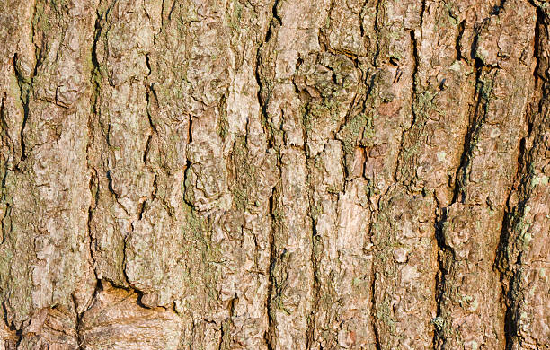 istock Bark of on oak 118319751