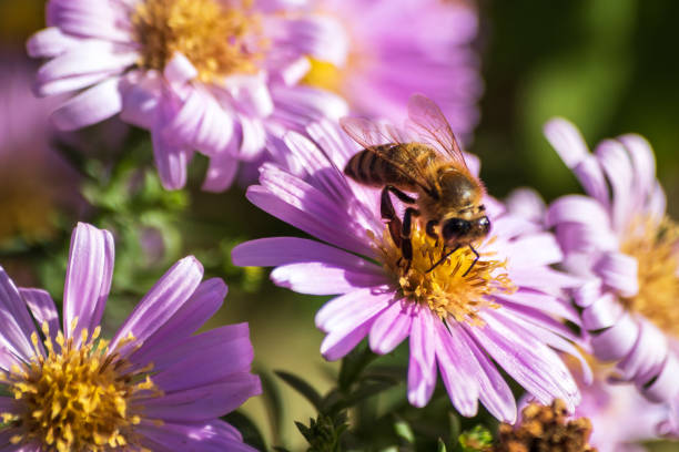 istock Bee on a flower at sunny autumn day 1183197684