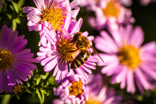 istock Bee on a flower at sunny autumn day 1183197918
