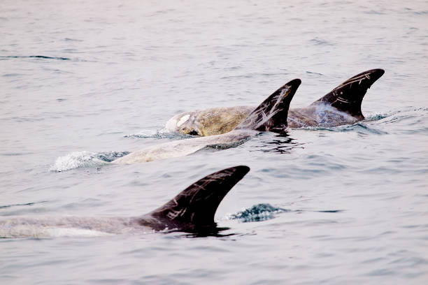 istock Three Risso's Dolphins break the surface in Monterey Bay, California 1183198603