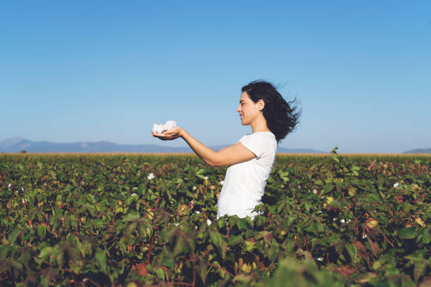 Woman is holding natural cotton Cotton Plant, Cotton, Textile, Flower, Plant cotton cotton ball fiber white stock pictures, royalty-free photos & images