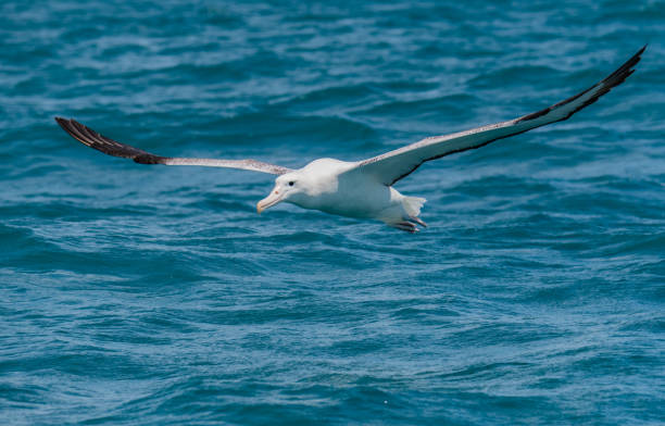 A Beautiful Albatross Soaring off the Coast of New Zealand An Unidentified Albatross with Enormous Wingspan in Flight just Above the Ocean wandering albatross photos stock pictures, royalty-free photos & images