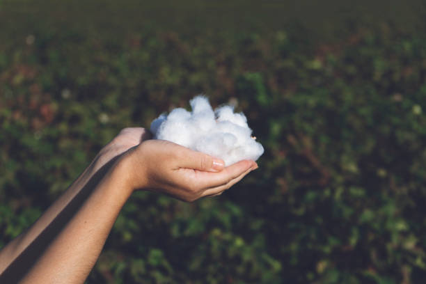 istock Woman is holding natural cotton 1183200567