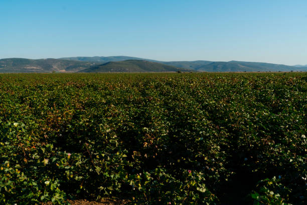istock Flowering cotton gardens that have not yet been cotton 1183200841