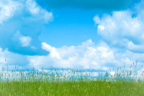 istock Green Field XXXL 118320147